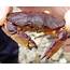 Red Rock Crab • Cancer Productus  Biodiversity Of The Central Coast