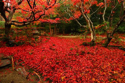 厭離庵 紅葉