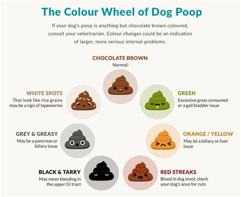 Is Your Dogs Poop Normal Babelbark