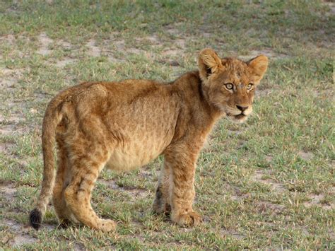 South Africa Londolozi And Thonga Really Cute Lion Cub