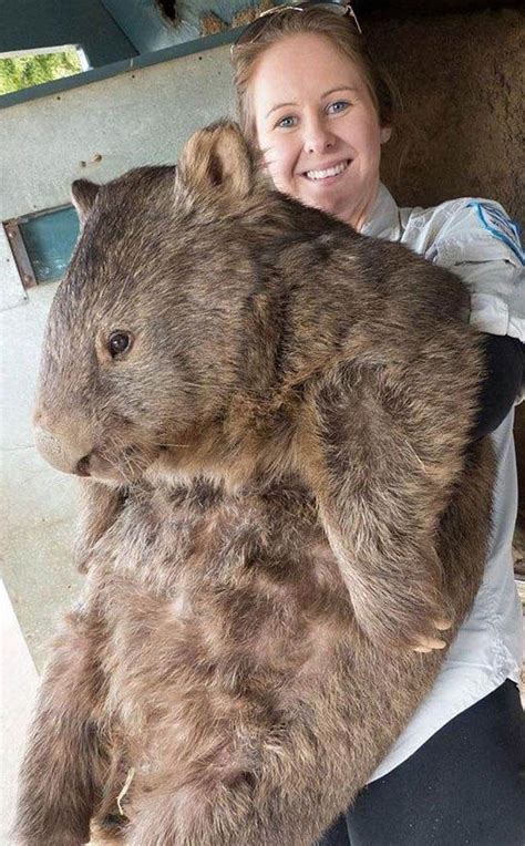 Its Not A Hamster Its Worlds Biggest And Oldest Wombat Daily Star