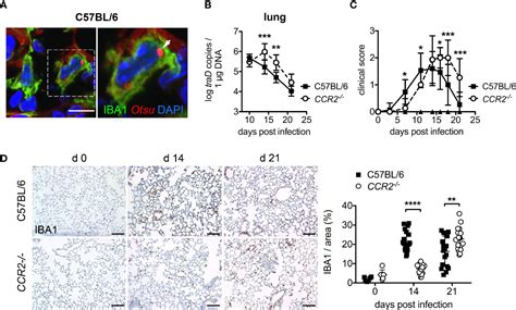 Frontiers Ccr2 Deficiency Impairs Ly6clo And Ly6chi Monocyte