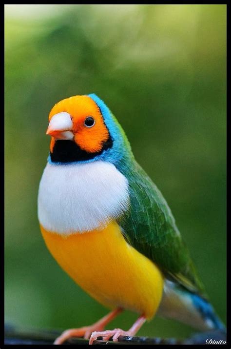 コキンチョウ Gouldian Finch Lady Gouldian Finch Goulds Finch Rainbow