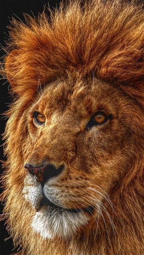 60 Best Images About Lion Mane On Pinterest Jungles The Lion And Big