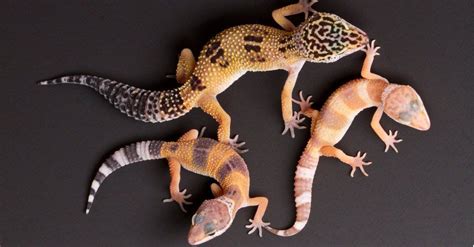 Leopard Gecko Price How Much Do Leopard Geckos Cost A Z Animals