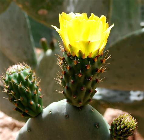 Opuntia Prickly Pear A To Z Flowers