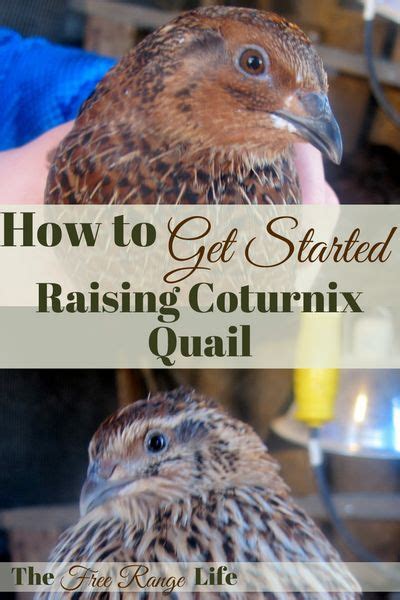 This year we started raising honey bees. How to Raise Coturnix Quail on Your Small Homestead ...