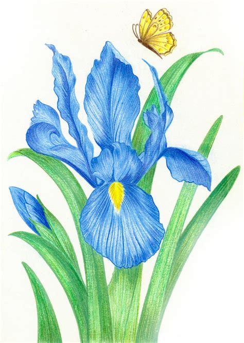 Choose your favorite dutch iris designs and purchase them as wall art, home decor, phone cases, tote bags, and more! Iris Drawing | Free download on ClipArtMag