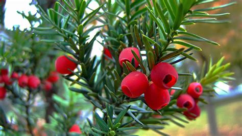 Yew Tree Celtic Meaning Yew Tree Symbolism In The Ogham On Whats Your