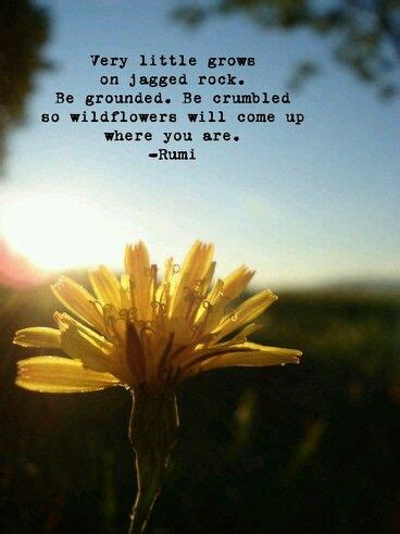 Rumi quotes taken from twitter #rumi. So wildflowers will come up where you are... Rumi | Rumi ...