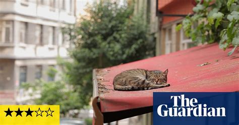 Kedi Review Slinking Around With The Street Cats Of Istanbul