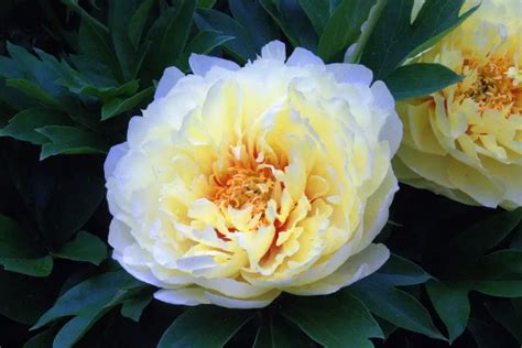 Itoh Peony How To Plant Grow And Care Successfully For Beginners