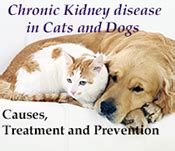 Home » natural remedies dog cat » chronic kidney disease cats holistic treatment. Prevention and Natural Treatment of Animals with Chronic ...