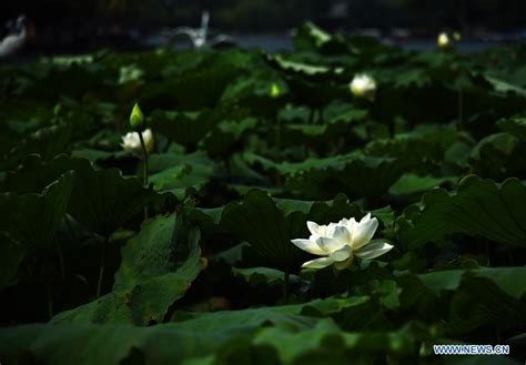 Lotus Flowers Bloom On Daming Lake In East Chinas Shandong Xinhua