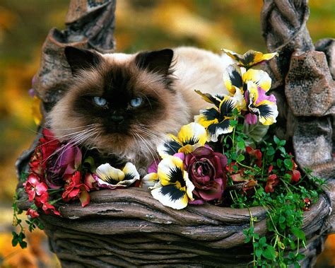 cat - Kitties Photo (9109210) - Fanpop