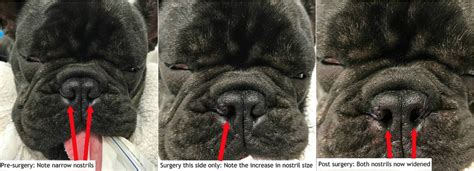 How Is The Surgery Done Melbourne Bulldog Clinic