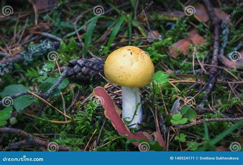 Wild Edible Yellow Mushroom In The Forest Close Up Stock Image Image