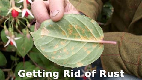 Get Gardening Getting Rid Of Rust Rust Plant Leaves Plants