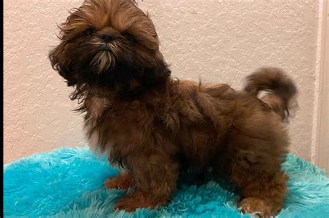 Marquis Kennel LLC - Shih Tzu Puppies For Sale - Born on 12/17/2019