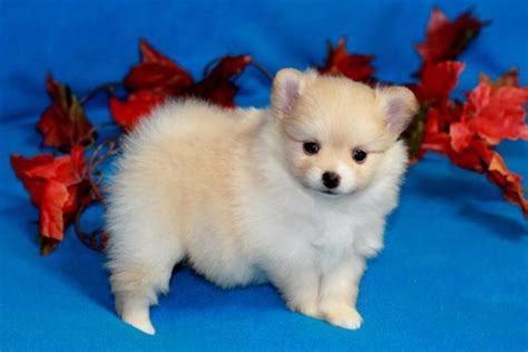 Precious Cream Pomeranian Puppy Girl For Sale In Sacramento California