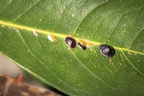 Houseplant Pests Identification Houseplant Pests Types Identification And Control Pictures