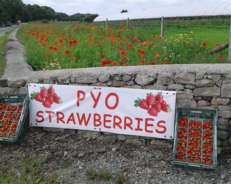 Pick your own fruit farms in and around North Wales
