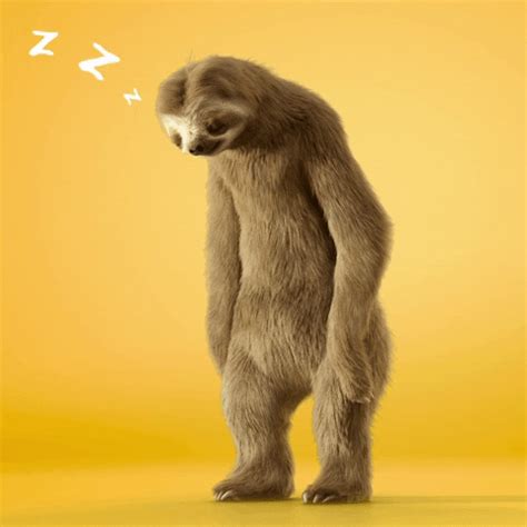 Sleepy Sloths Gifs Get The Best On Giphy My Xxx Hot Girl