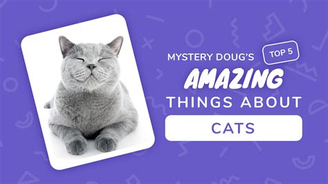 Why Do Cats Purr Mystery Science
