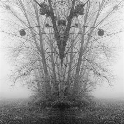 Zoltan Bekefy On Behance Photo Tree Art Photography Fine Art