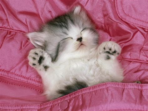 Sleeping Tabby Animal Cat Kitten Kitty Pet Pink Pocket Sweet Hd