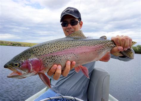 Rainbow trout (oncorhynchus mykiss) is a brightly colored fish of the salmon family native to freshwater tributaries of the pacific ocean in north america. How to Catch Rainbow Trout in a Lake or River | Baitshop.com