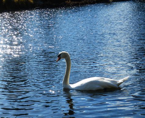 Free Images Nature Lake Wildlife Reflection Beak Fauna Swan