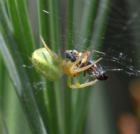 0470 Arachtober 16th Curcubitina With Fly Marski101 Flickr