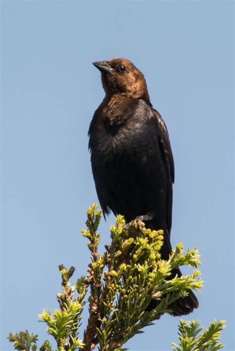 Brown Headed Cowbird Birds Of Overton Parks Old Forest Memphis Tn