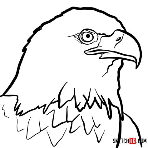 How To Draw Bald Eagles Head Birds Sketchok Easy Drawing Guides