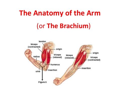 The Anatomy Of The Arm