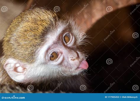 The Little Monkey Stuck Out His Tongue Stock Image Image Of Closeup