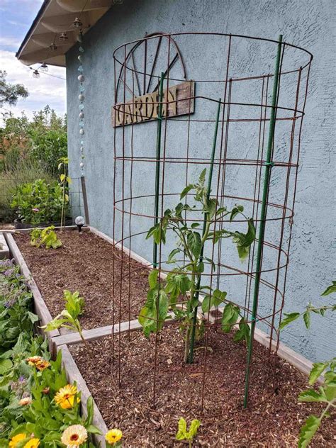 How To Make A Diy Tomato Cage Sturdy Easy And Cheap Tomato Cages