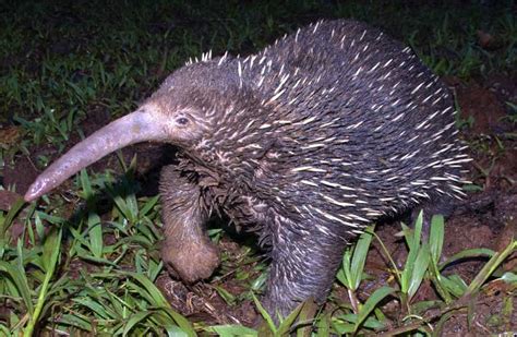 The Long Beaked Echidna Can We Save The Earths Oldest Living Mammal