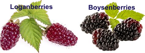Loganberry Vs Boysenberry What Is The Difference Between Loganberry