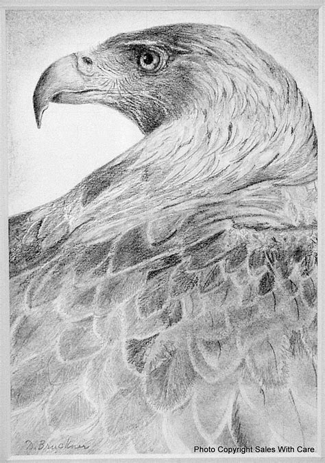 Pencil Drawings Of Birds Of Prey Pencildrawing2019