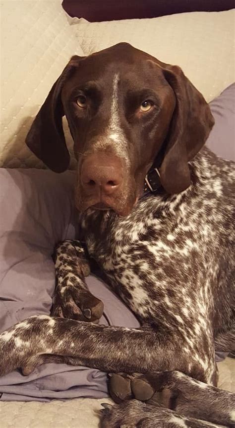 We decided that as soon as we were married, one of the first things we were going to do was to purchase a dog. Adopt Boone on | Gsp puppies, Pointer puppies, German ...