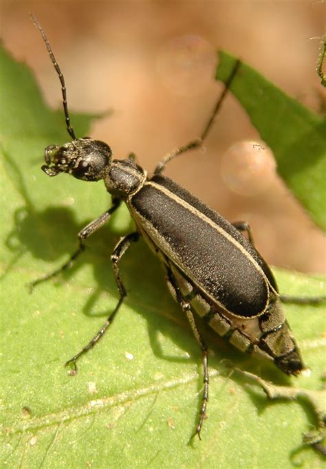 6 Beetle Type Bugs Biological Science Picture Directory