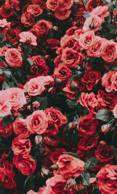 Rose Aesthetic Wallpapers Top Free Rose Aesthetic Backgrounds Wallpaperaccess