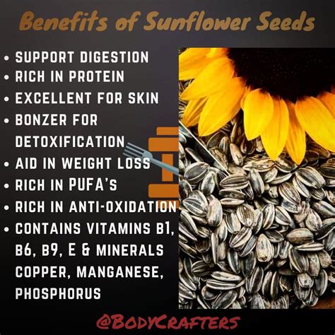 Sunflower Seeds Sunflower Seeds Benefits Seeds Benefits Fruit