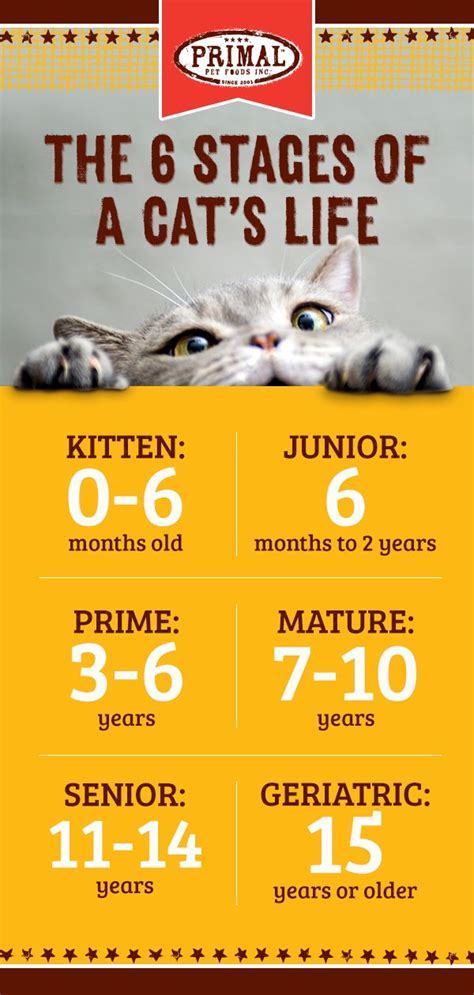 Growth Stages Of Cats Mikaelakruwmontoya