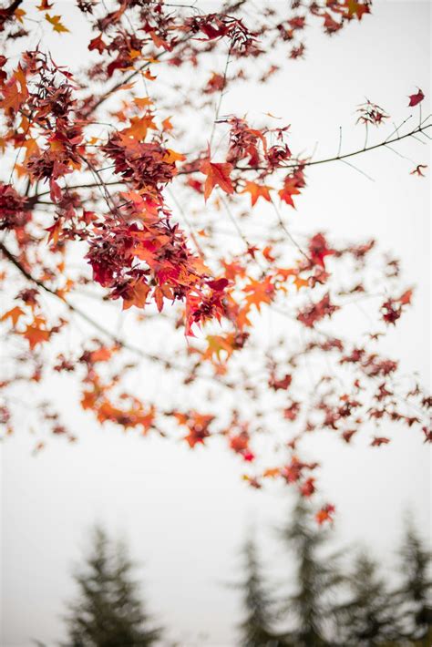 Close Shot Of Maple Leaves Photo Free Autumn Image On Unsplash