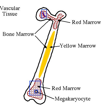 It is composed of hematopoietic cells, marrow adipose tissue, and supportive stromal cells. bonemarrow