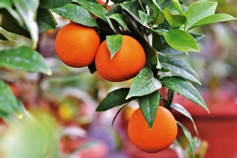 10 Fun And Interesting Facts About Oranges You Must Know