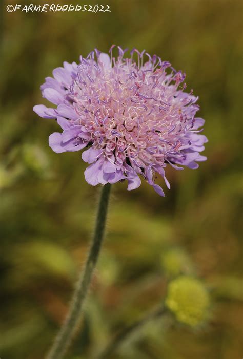 Knautia Arvensis Field Scabious Murton County Durham Flickr